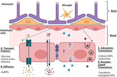 Nanotube breakthroughs: unveiling the potential of carbon nanotubes as a dual therapeutic arsenal for Alzheimer’s disease and brain tumors